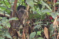 Black-crowned Night Heron