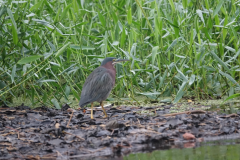Green Heron