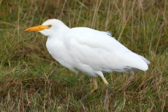 Cattle Egret (photocopy)