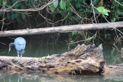 Little Blue Heron