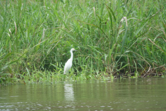 Snowy Egret