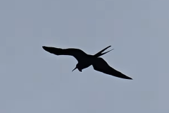 Frigate Bird