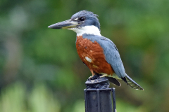 Ringed Kingfisher (photocopy)