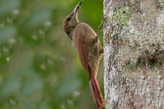 Northern barred woodcreeper