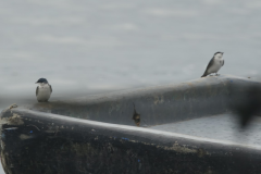 Mangrove Swallow