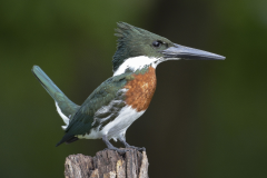 Amazon Kingfisher (photocopy)