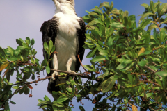 Osprey (photocopy)