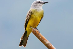 tropical kingbird