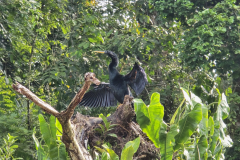 Anhinga