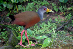 Gray-necked wood rail