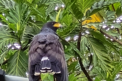 common black hawk