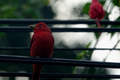 scarlet tanager