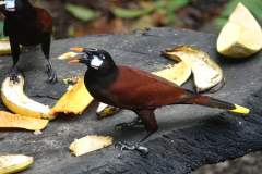 montezuma oropendola