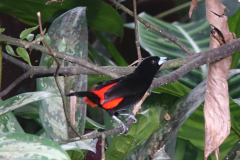passerini's tanager (roodrugtangare)