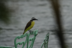 Great kiskadee