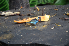 Golden-hooded tanager (purpermaskertangare)