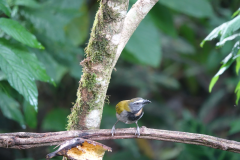 Bontkeelsaltator (Buff-throated saltator) 