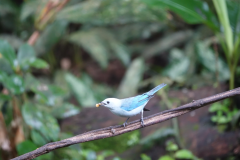 Blue-gray Tanager (Bisschopstangare )