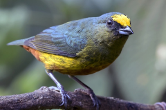 olive-backed euphonia (photocopy)