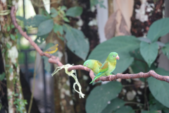 Orange-chinned parakeet (Brotogeris jugularis)  or Tovi-parakeet