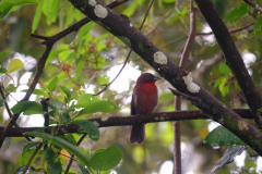 red-throated ant tanager ( Habia fuscicauda of  driophlox fuscicauda of roodkeelmiertangare) 