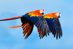 scarlet macaw (photocopy)