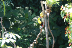 Keel-billed toucan (Ramphastos sulfuratus - zwavelborsttoekan)