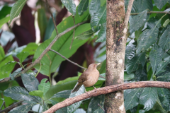 Clay-colored Thrush