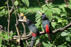 Collared Aracari  (Pteroglossus torquatus) - Halsbandarassari)