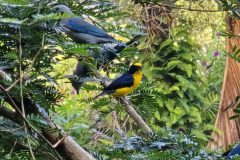 yellow-throated euphonia ( Euphonia hirundinacea - Geelkeelorganist )