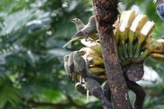 palmtanager