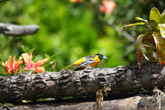 baltimore Oriole