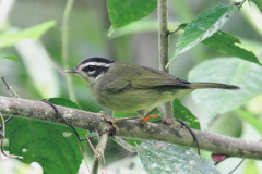 three-striped warbler (photocopy) ( Basileuterus tristriatus - Driestreepzanger  )