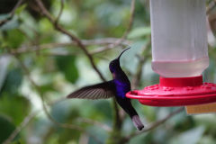 Violet Sabrewing ( Campylopterus hemileucurus - violetsabelvleugel )