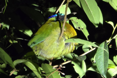 blue-crowned motmot or blue-capped motmot ( Momotus coeruliceps - blauwkruinmotmot)