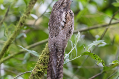common pootoo (fotocopy) (Nyctibius griseus - reuzennachtzwaluw )