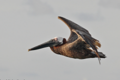 Brown pelican (photocopy) ( Pelecanus occidentalis - bruine pelikaan ) 