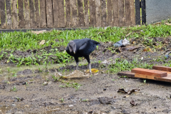 Black Vulture