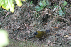 Black-billed nightingale-thrush ( Catharus gracilirostris - Grijskeeldwerglijster )