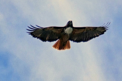 Red-tailed hawk ( Buteo jamaicensis - Roodstaartbuizerd )