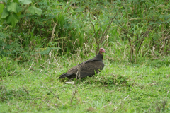 Turkish Vulture