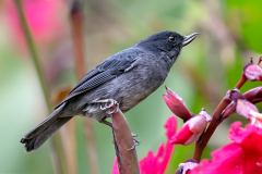Slaty Flowerpiercer ( Diglossa plumbea - Leigrijze berghoningkruiper Vogels )