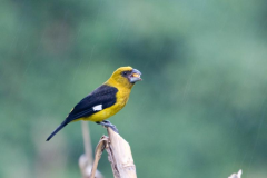 Black-thighed Grosbeak ( Pheucticus tibialis - Zwartdijkardinaal )