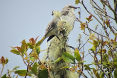 Tropical Mockingbird ( Mimus gilvus - Tropische Spotlijster )