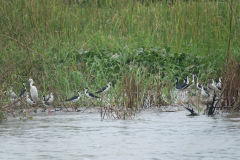 Black-necked Stilt
