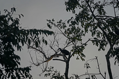 Green Ibis 