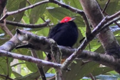 Red-capped Manakin