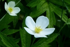 Anemone_canadensis