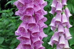 Digitalis_Purpurea