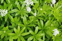 Galium-odoratum-lieve-vrouwe-bedstro